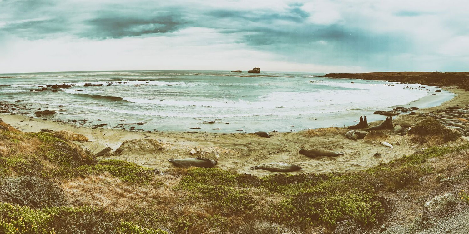 EXPLORE BEAUTIFUL BEACHES WITHIN STEPS OF OUR SAN SIMEON, CA MOTEL